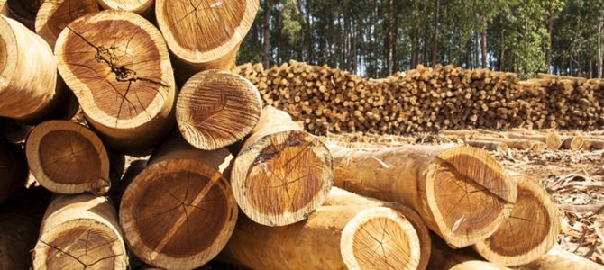 【話題・電池】「木から生まれた」バッテリーが、電気自動車の未来を変える